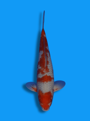 Ochiba Shigure | Koi&Co.